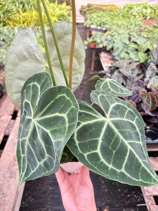 anthurium tarantula Anthurium 'Clarinervium'