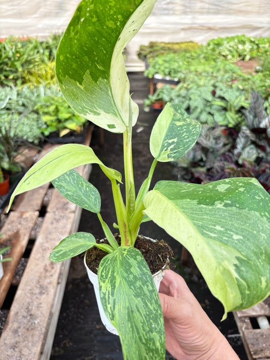 philodendron imbe vs jose bueno Philodendron Jose Bueno