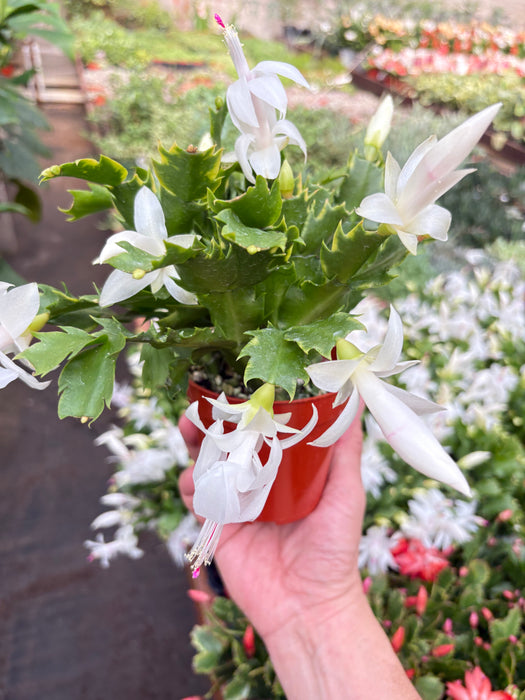 christmas cactus indoor plant Zygocactus 'Christmas Cactus' | Indoor Plant | Tropical Plant | Potted Plant