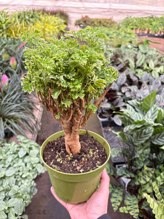 ming tree bonsai Aralia Ming Gold Mini Bonsai