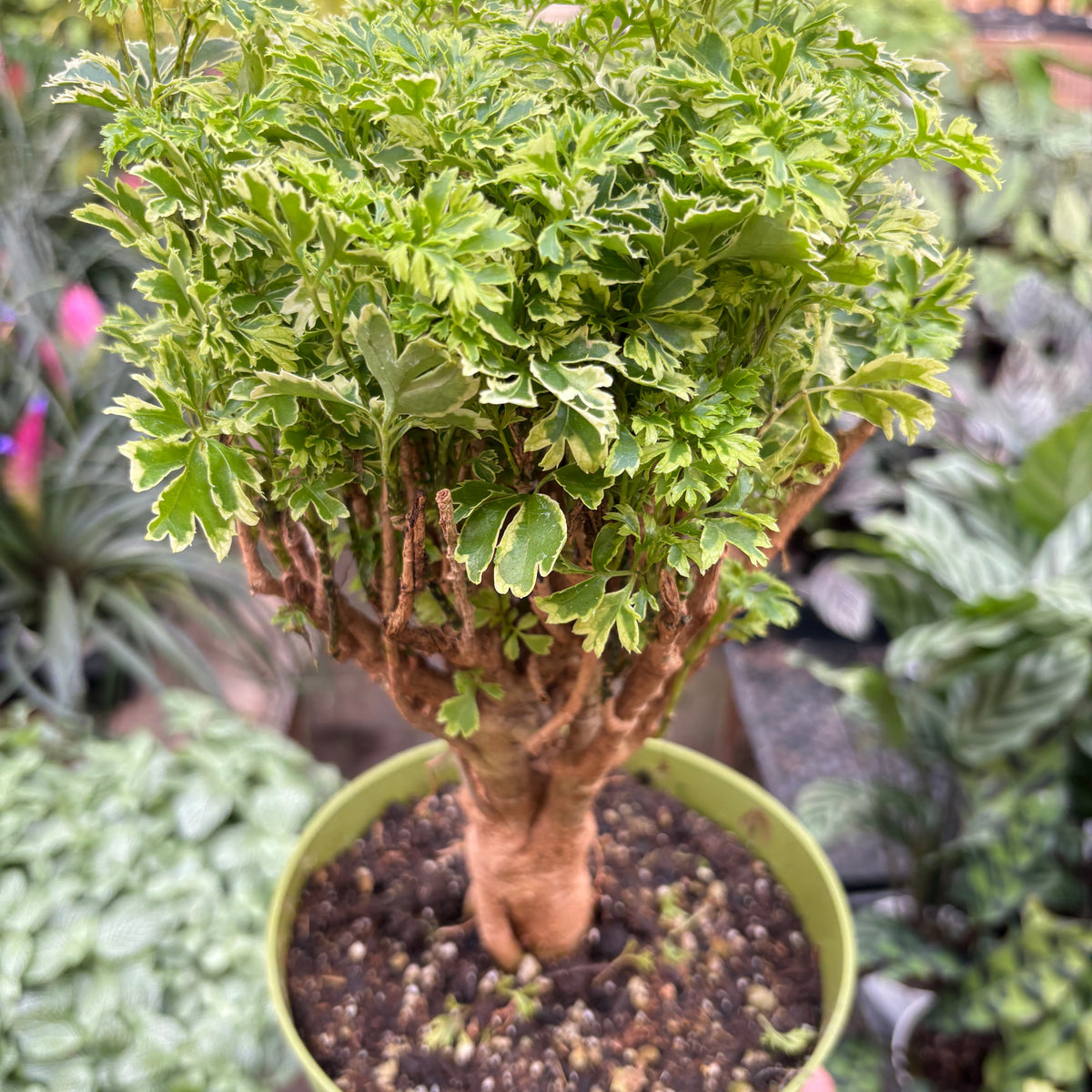 Aralia Ming Gold Mini Bonsai — House Plant Shop