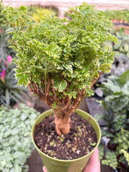 mini hochdruckreiniger bonsai Aralia Ming Gold Mini Bonsai — House Plant Shop