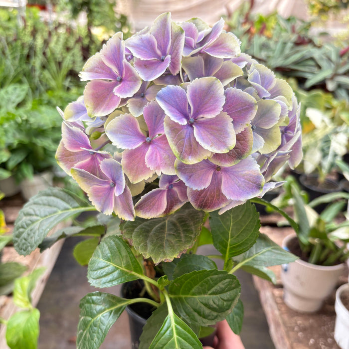 Purple Hydrangea