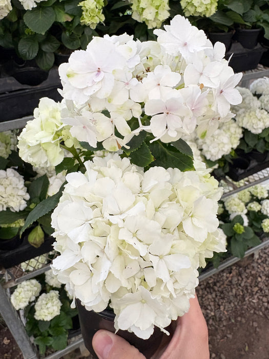 hydrangea as indoor plant White Hydrangea | Indoor Plant | Tropical Plant | Potted Plant