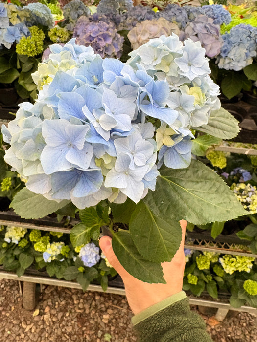 hydrangea house plants Blue Hydrangea