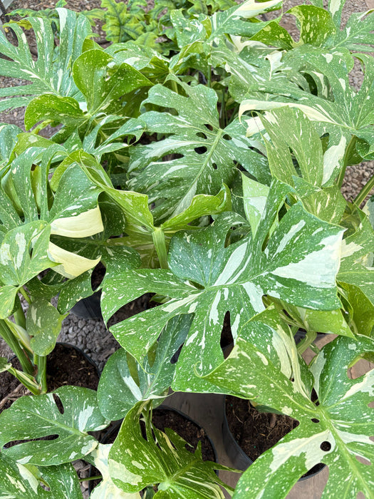full grown thai constellation monstera Monstera 'Thai Constellation' | Indoor Plant | Tropical Plant | Potted Plant