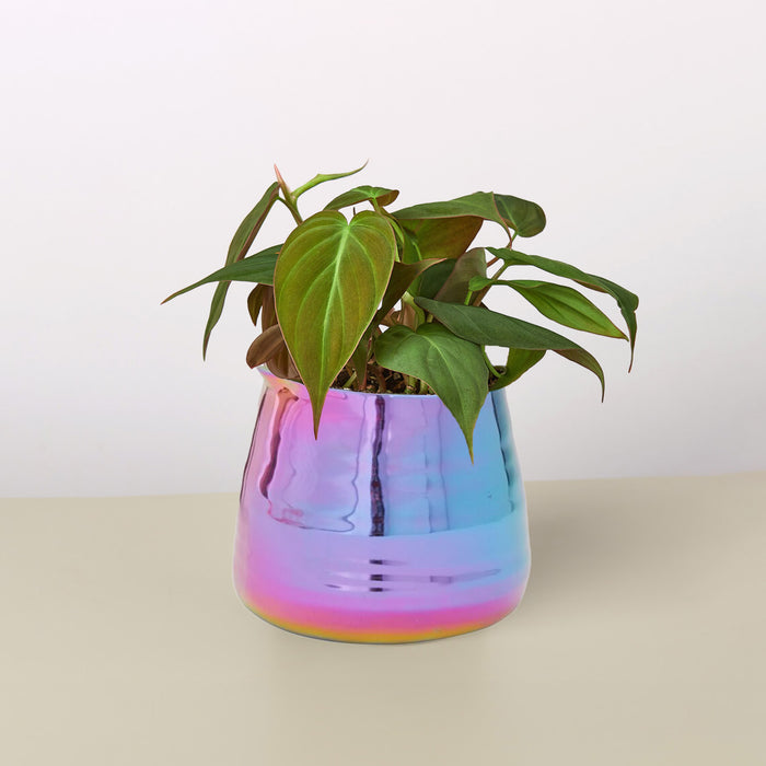 colorful plant pots indoor Iridescent Tegan Pot — House Plant Shop
