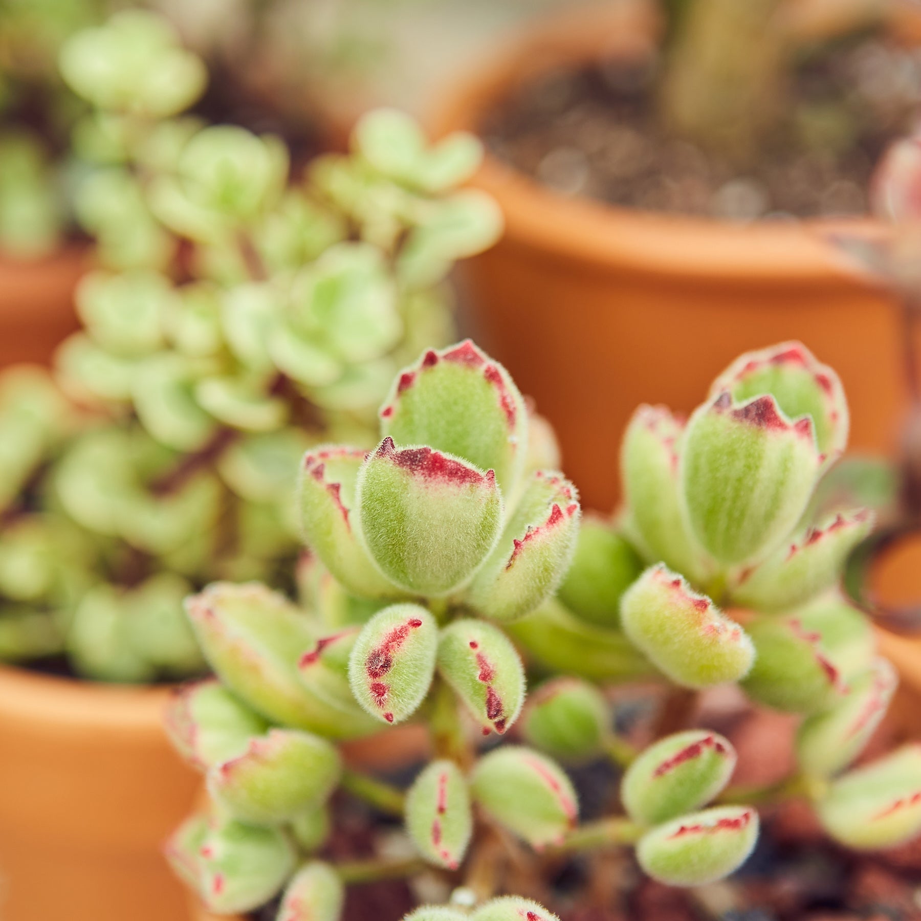 Succulent Cotyledon 'Bear Paw'