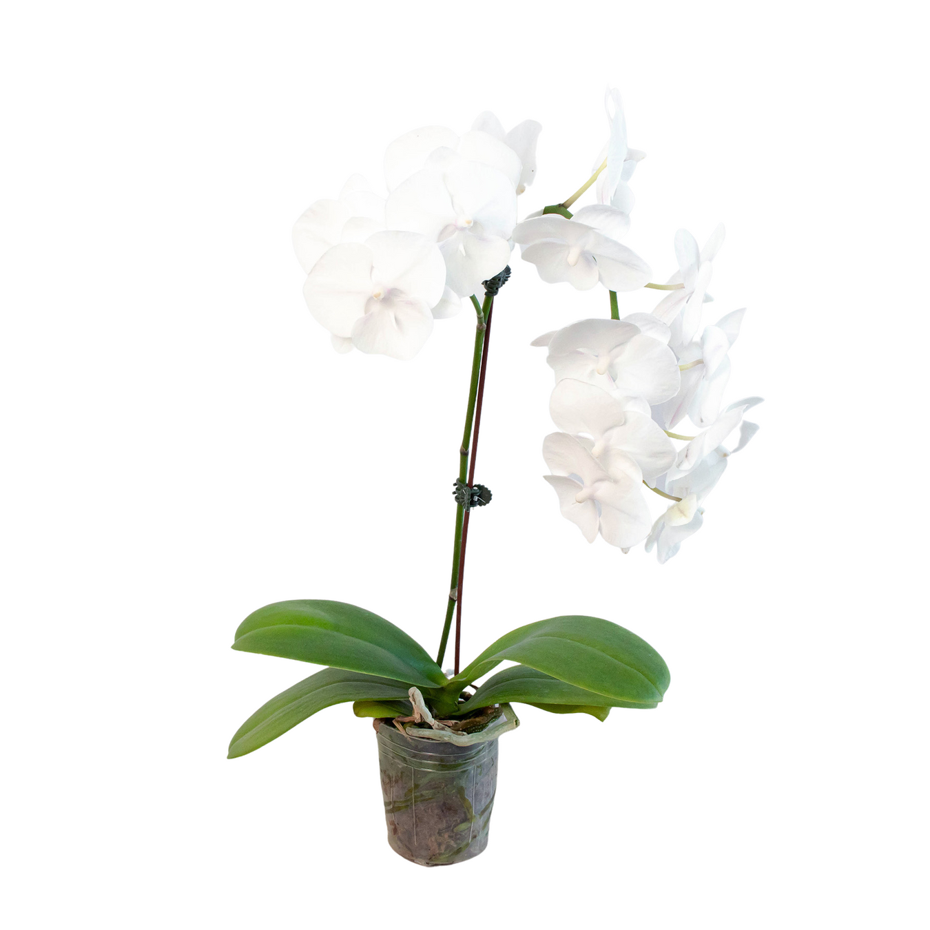 Orchid Plants