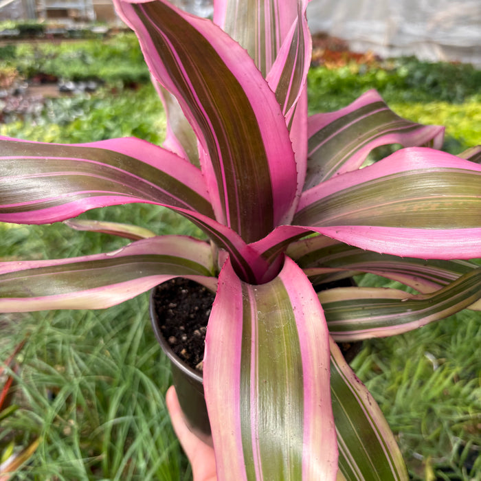 Bromeliad 'Pink Magic'