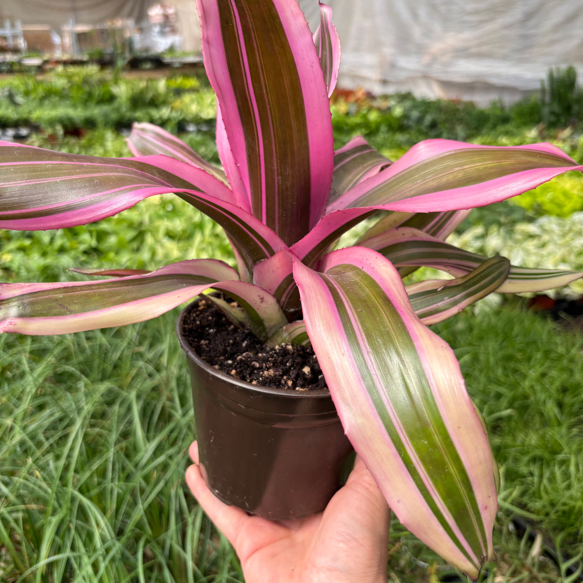 Bromeliad 'Pink Magic' | Indoor Plant | Tropical Plant