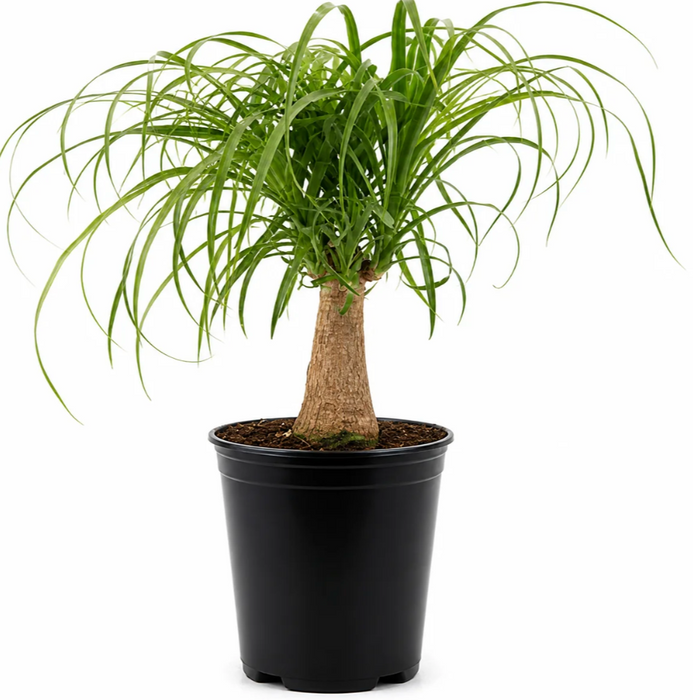Palm Ponytail 'Stump' - 4" Pot