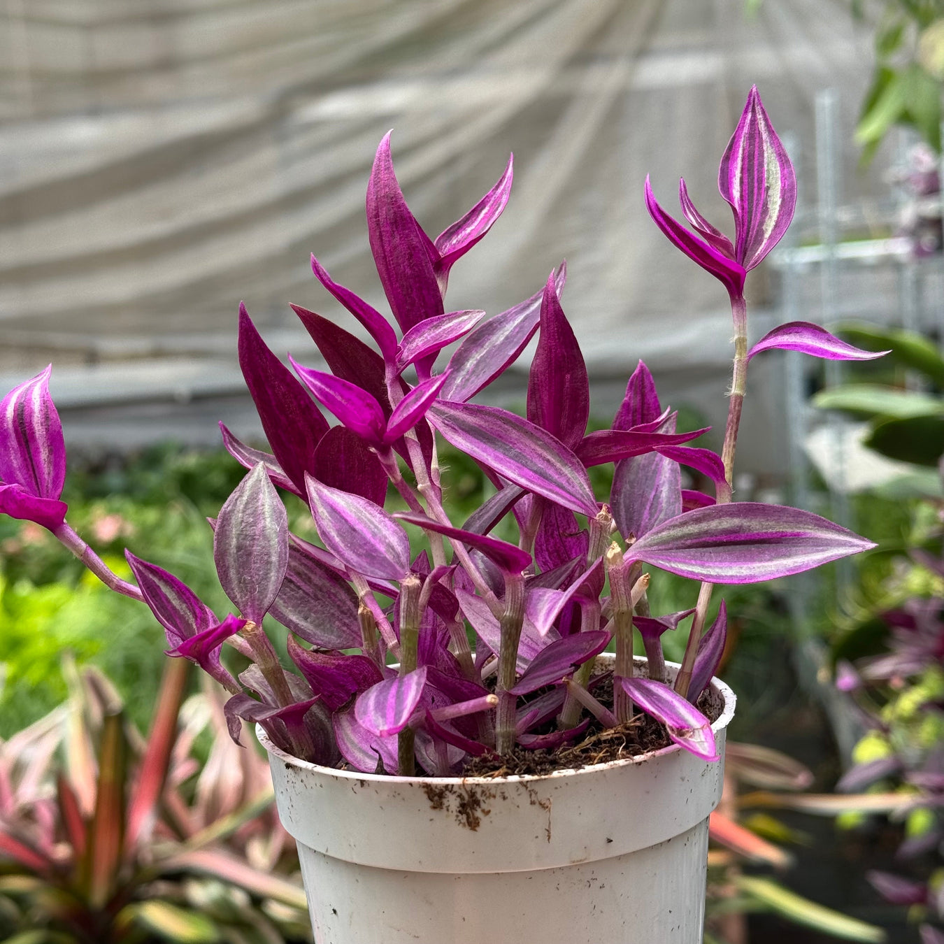 VV Nursery
