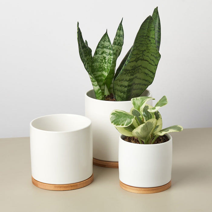 White Cylinder Pots with Wood Saucers - Set of 3