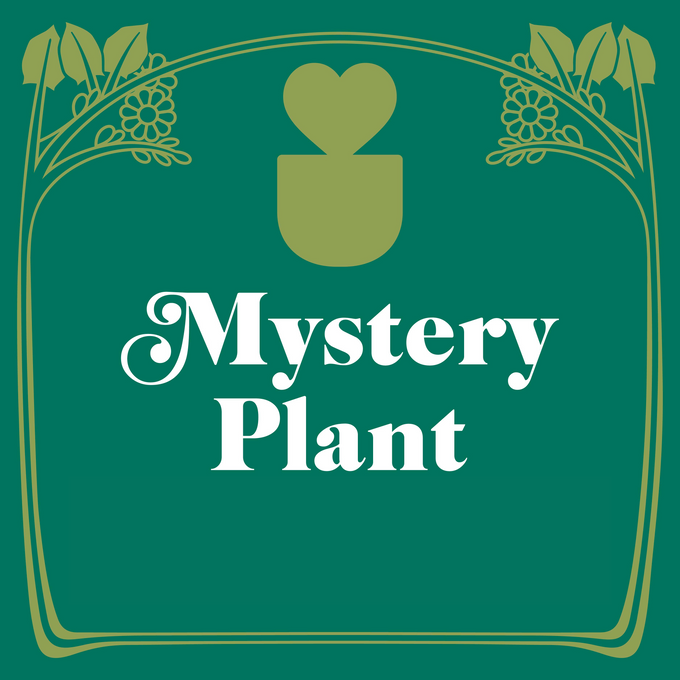 Mystery House Plant - 3