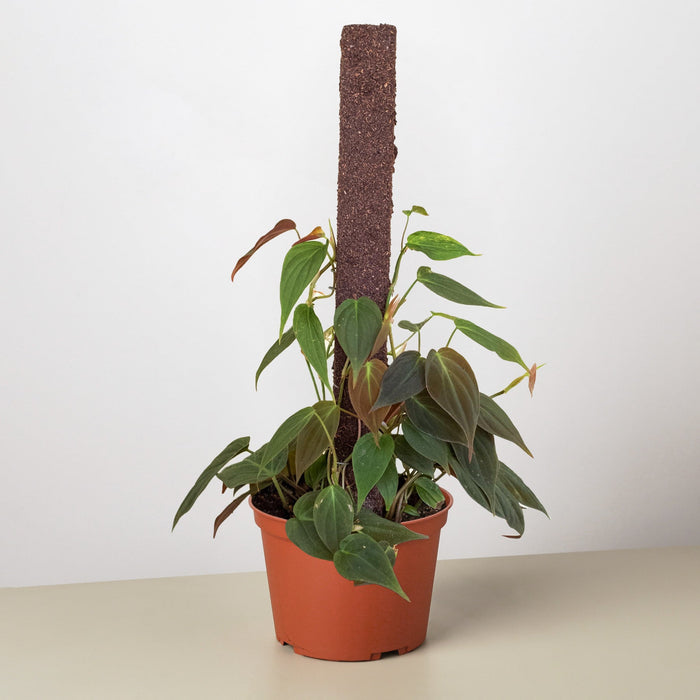 velvet philodendron for sale Philodendron 'Velvet'
