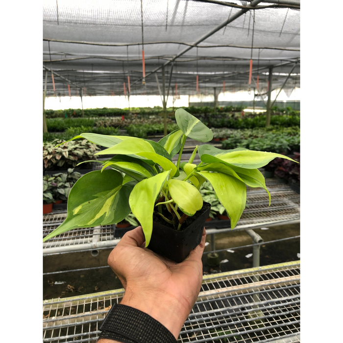 Philodendron 'Brasil'