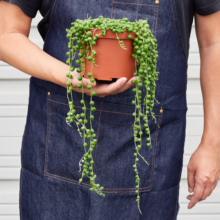 succulent string of beads Succulent 'String of Pearls'