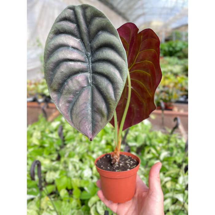 Alocasia 'Red Secret' | Indoor Plant | Tropical Plant | Potted Alocasia 'Red Secret' | Indoor Plant | Tropical Plant | Potted