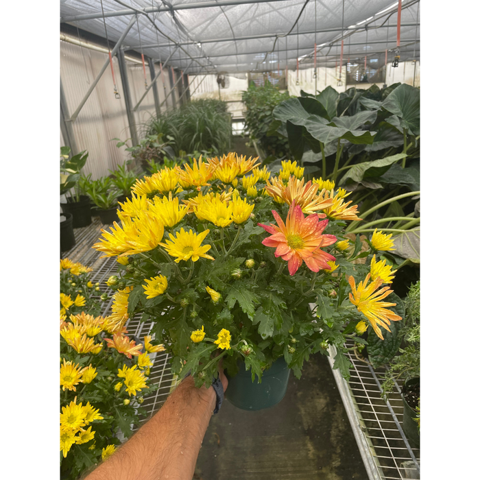 Mums (Chrysanthemum)