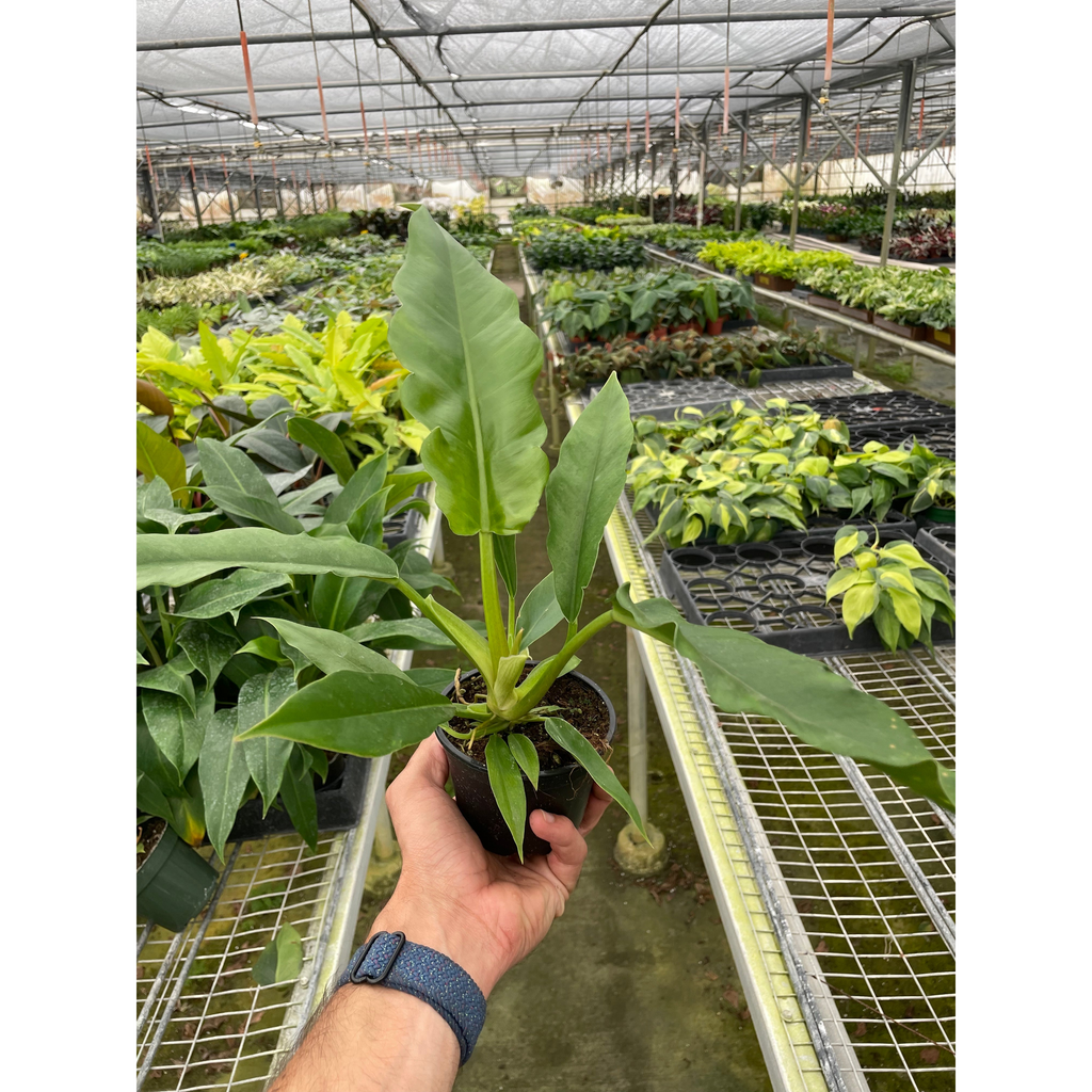 jungle boogie philodendron care Philodendron 'Jungle Boogie'