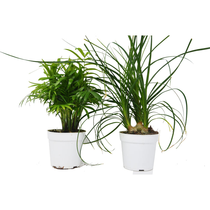 2 Palm Variety Pack / 4" Pots / Live Plant / House Plant - House Plant Shop