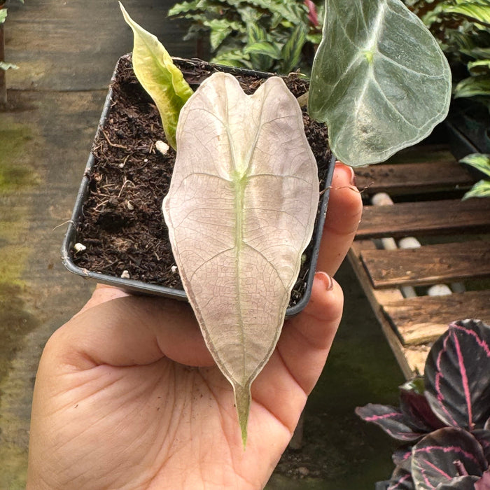 Alocasia Polly Mint Variegated