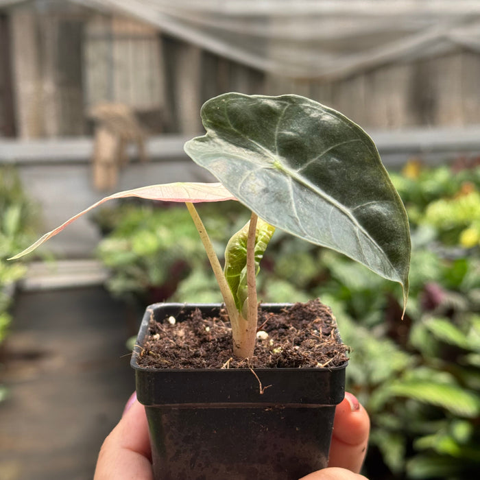 Alocasia Polly Mint Variegated