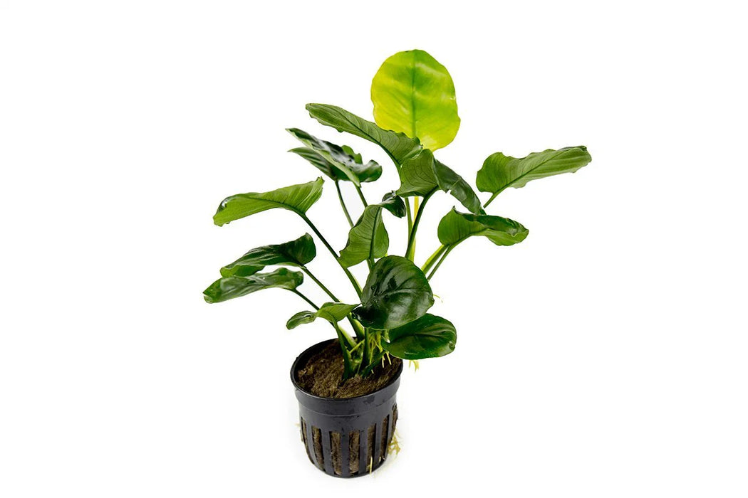 Anubias Barteri 'Golden Coin' – Pot