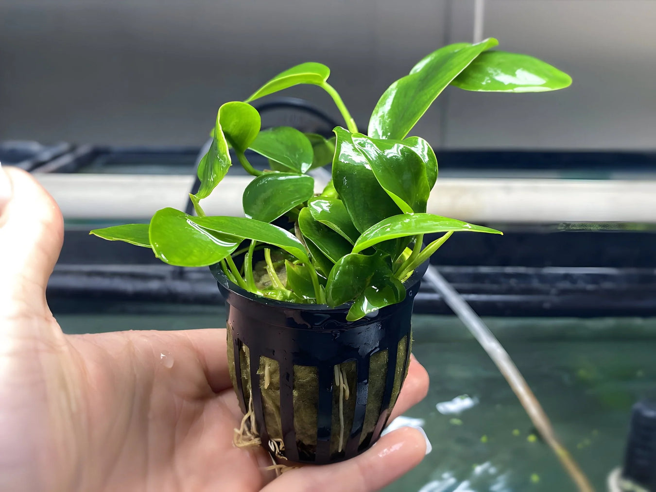 Aquatic Plants