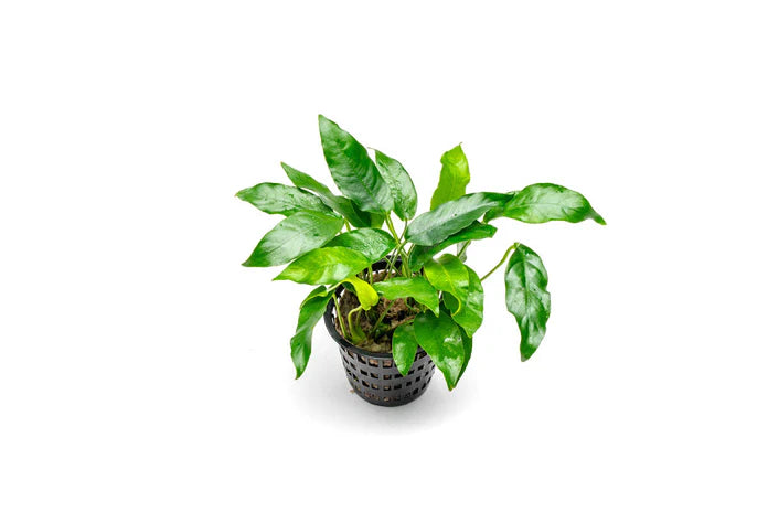 Anubias 'Short and Sharp' – Pot — House Plant Shop