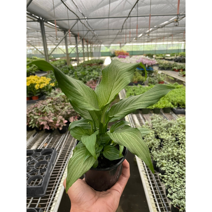 peace lily mist Spathiphyllum 'Platinum Mist'