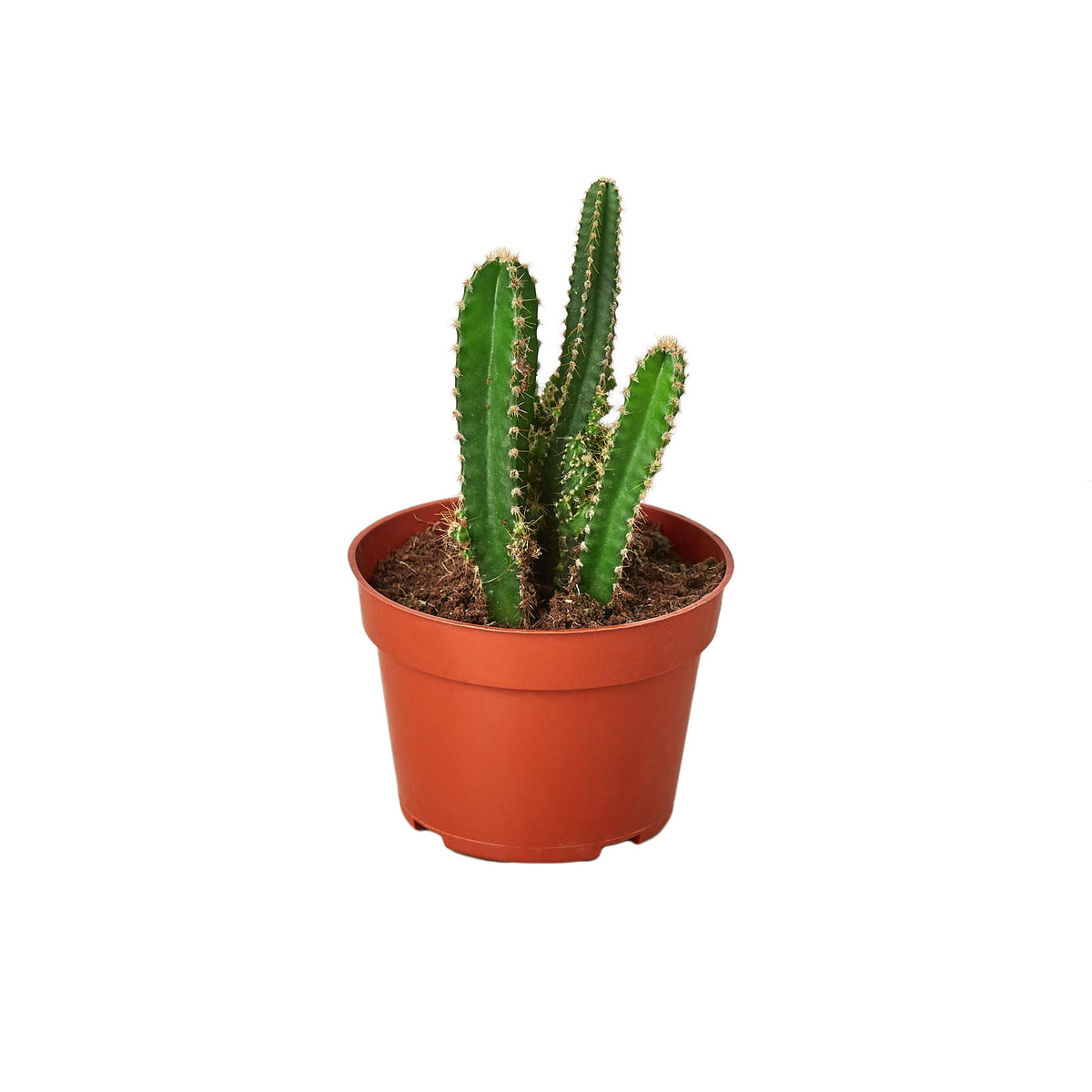 where to buy indoor cactus plants Fairy Castle Cactus