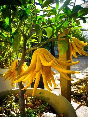 fraisier plante Fraisier des bois BIO (plante vrac) – Herbathera