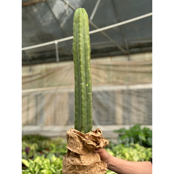 san pedro cactus extract for sale Cactus Echinopsis Pachanoi - 2FT