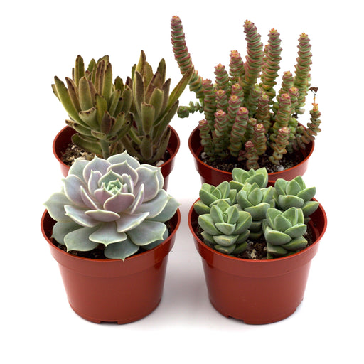 buy succulents online florida Assorted Succulent Variety