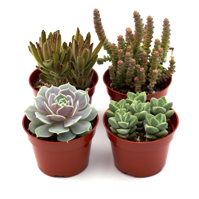 dropship succulents Assorted Succulent Variety