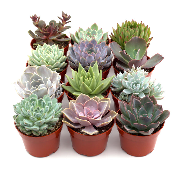 succulent photos Rosette Succulent Variety Packs