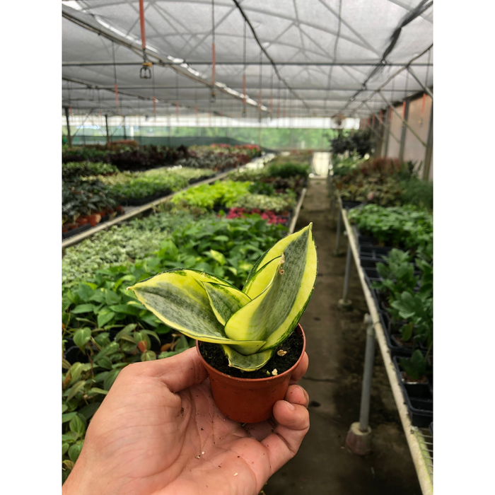 hahnii grande snake plant Snake Plant 'Gold Hahnii' | Indoor Plant | Sansevieria | Potted Plant