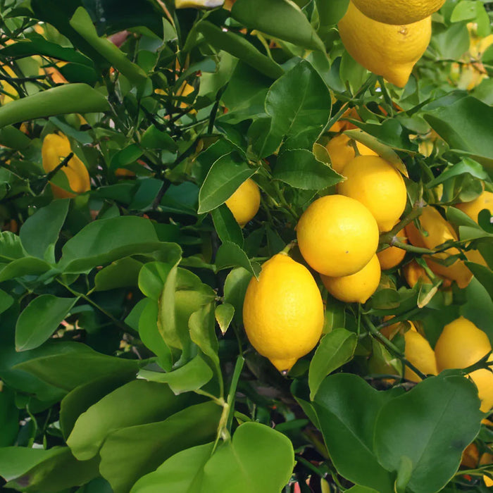 Meyer Lemon Tree
