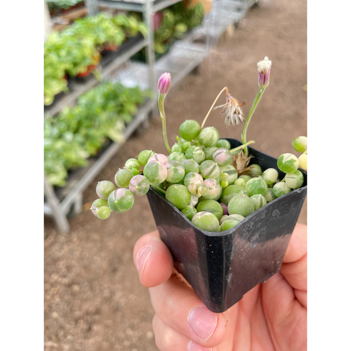 succulent senecio rowleyanus Succulent 'String of Pearls' Variegated