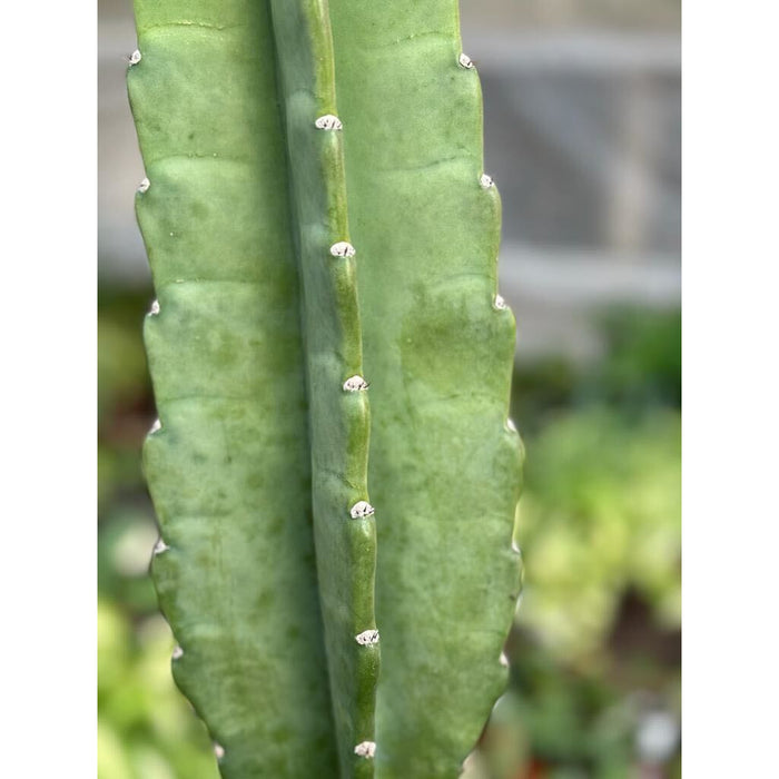 Cactus Cereus Peruvianus - 3 FT