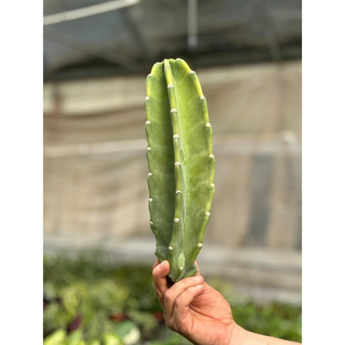 peruvian apple cactus vs san pedro Cactus Cereus Peruvianus - 1.5 FT
