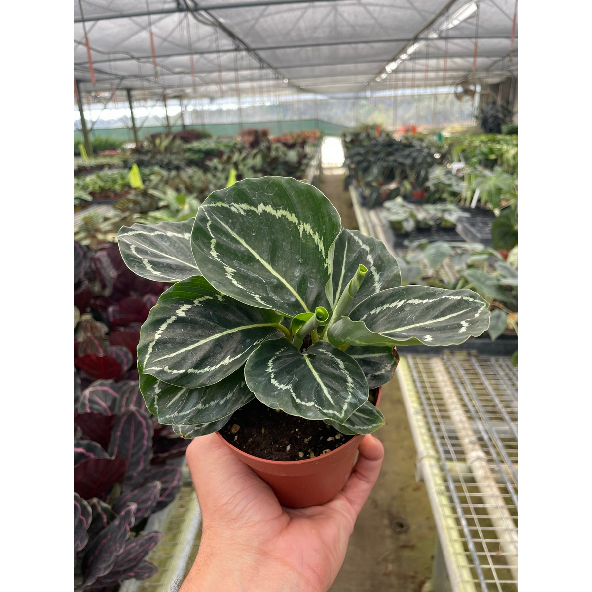 Calathea 'Green Goddess' | Indoor Plant | Tropical Plant | Potted Plant