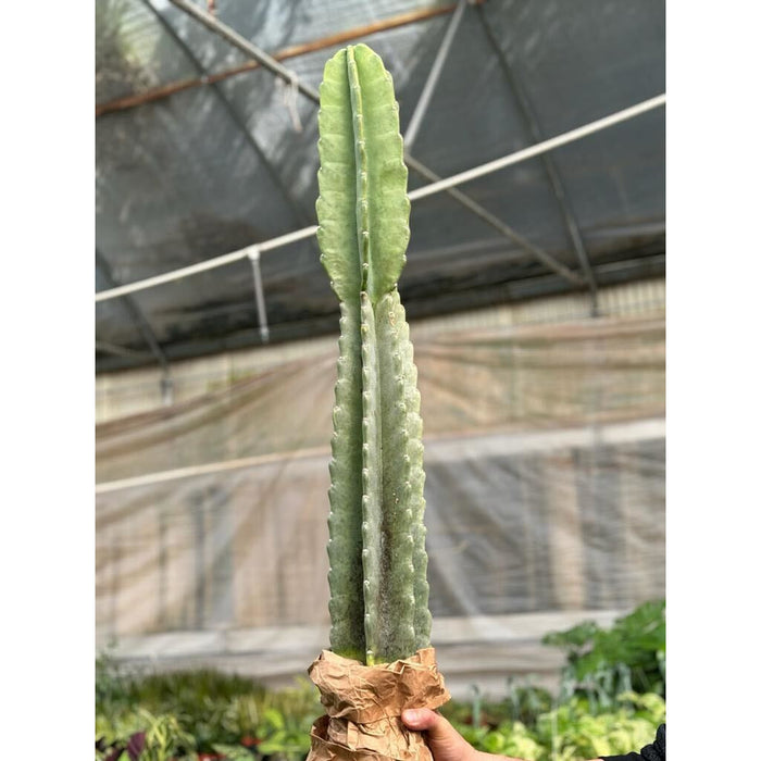 tall cactus house plant Cactus Cereus Peruvianus - 3 FT
