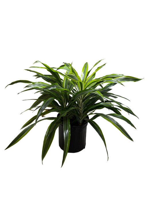 Dracaena 'Lemon Lime'