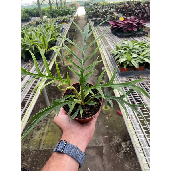 Philodendron 'Tortum' | Indoor Plant | Tropical Plant | Potted Plant