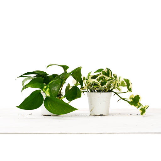 2 Pothos Variety Pack / 4" Pot / Live Plant / Home and Garden Plants - House Plant Shop
