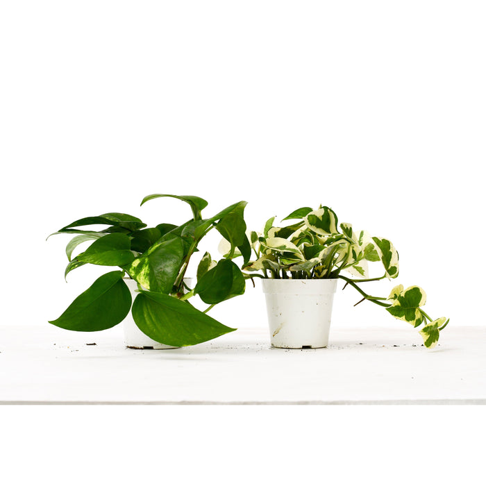 2 Pothos Variety Pack / 4" Pot / Live Plant / Home and Garden Plants - House Plant Shop