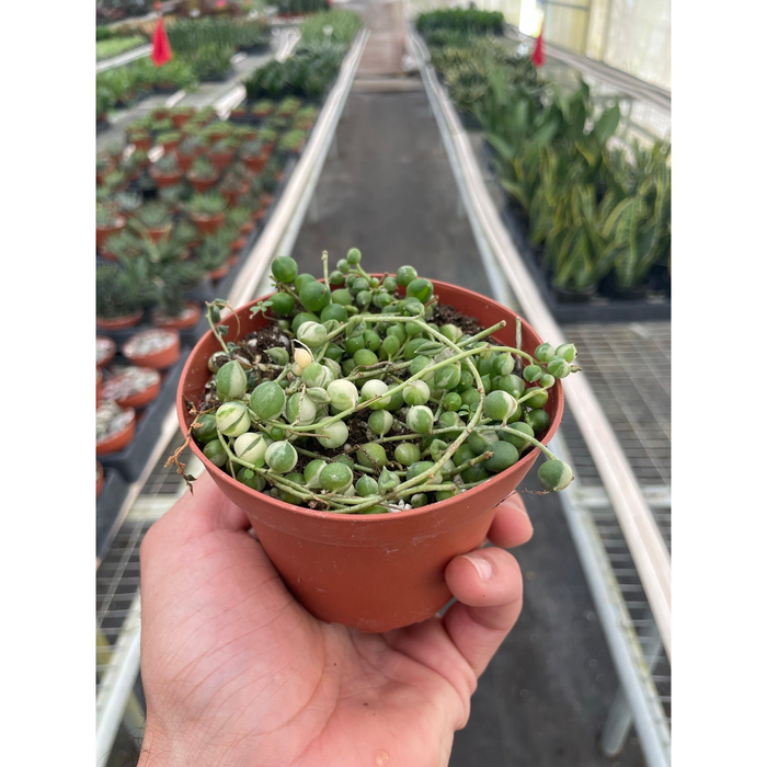 pea looking succulent Succulent 'String of Pearls' Variegated